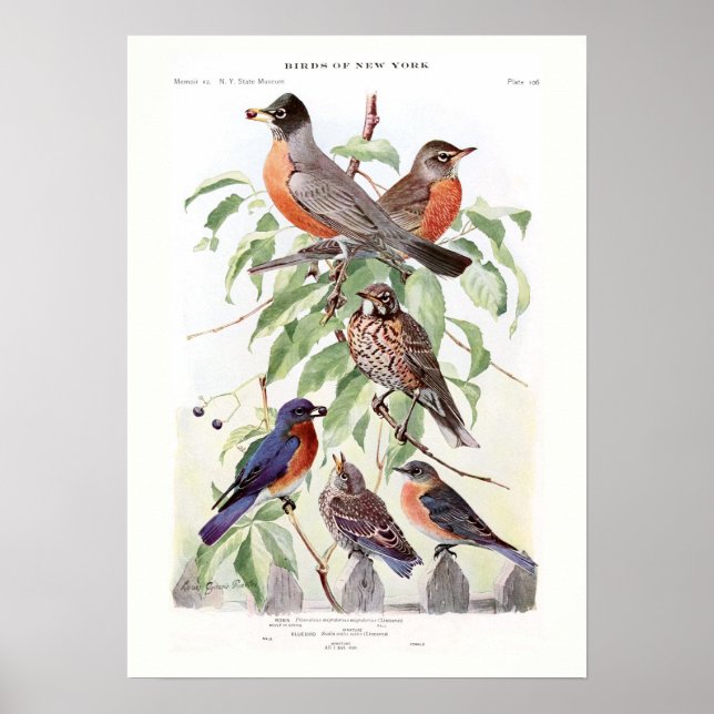 Póster Robin y Bluebird (Frente)