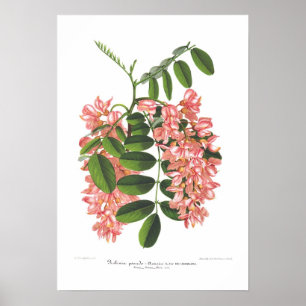 Póster Robinia pseudo-acacia