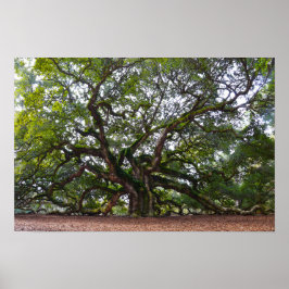 Póster Roble Angel en Johns Island, Carolina del Sur