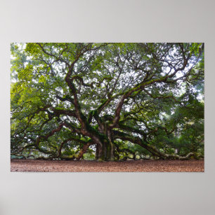 Póster Roble Angel en Johns Island, Carolina del Sur