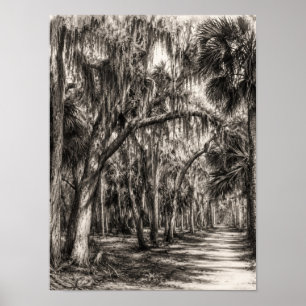 Póster Roble Hammock de la vieja Florida Dibujo a grafito