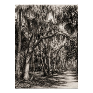 Póster Roble Hammock de la vieja Florida Dibujo a grafito
