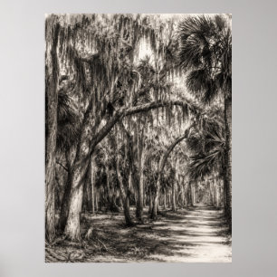 Póster Roble Hammock de la vieja Florida Dibujo a grafito