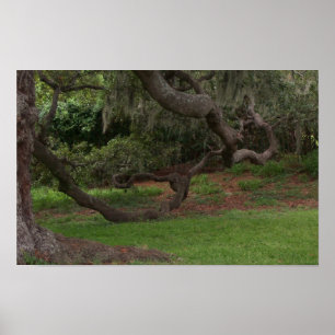 Póster Roble viejo