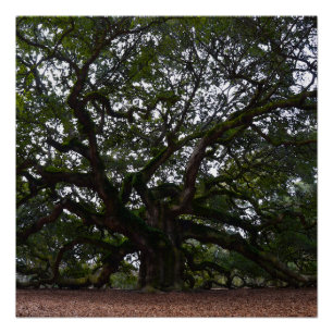 Póster Robo Angel en Carolina del Sur