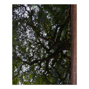 Póster Robo Angel en Carolina del Sur