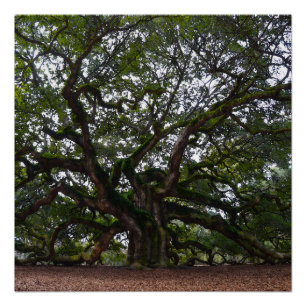 Póster Robo Angel en Carolina del Sur