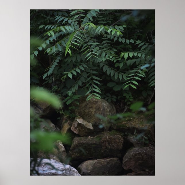 Póster Rocas y vegetación (Frente)