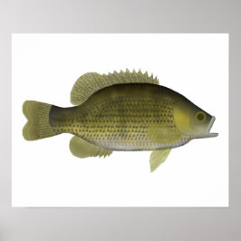 Póster Rock Bass