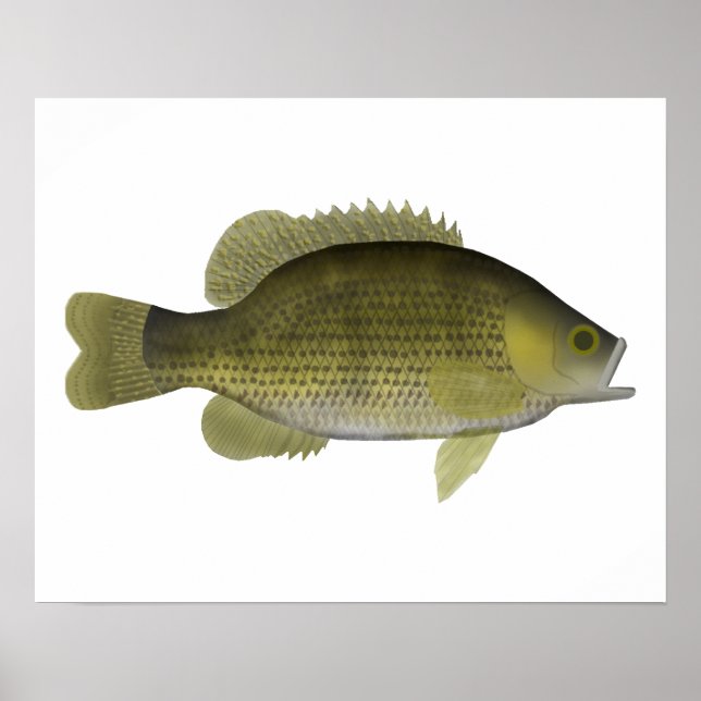 Póster Rock Bass (Frente)