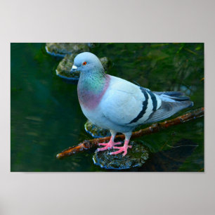 Póster Rock Dove