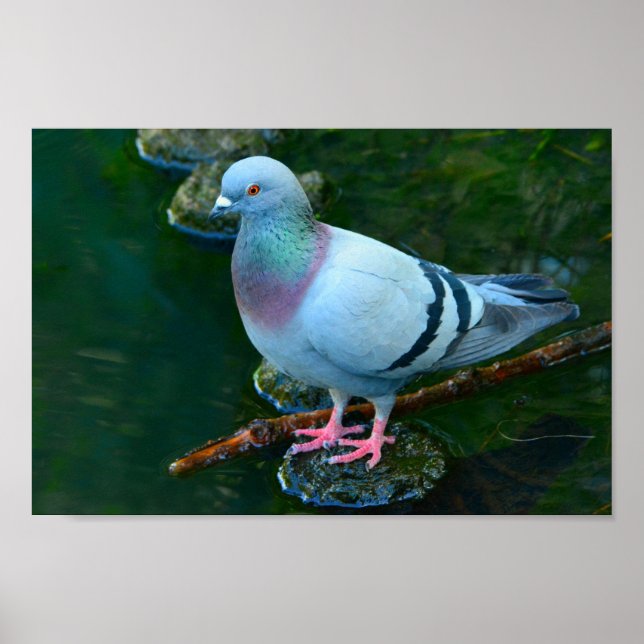 Póster Rock Dove (Frente)