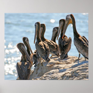 Póster Rock pelícano