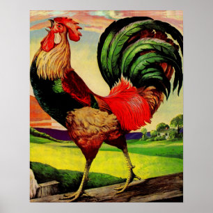 Póster Rocky, el bonito gallo
