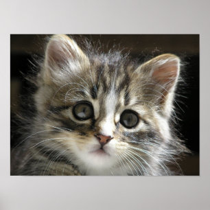 Póster Rocky el Poster gatito 2