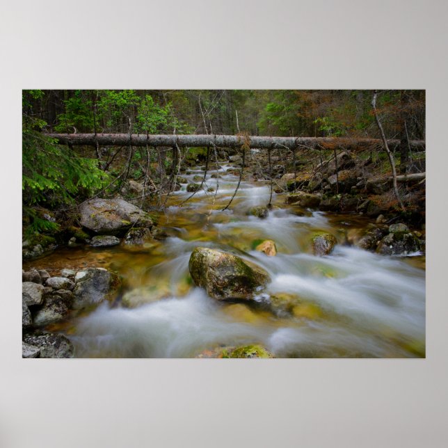 Póster Rocky forest creek poster (Frente)