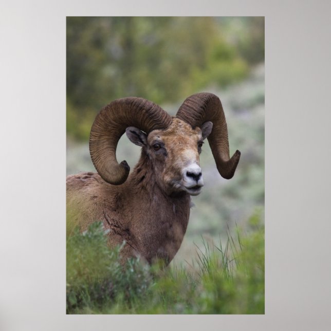 Póster Rocky Mountain Bighorn Ram (Frente)