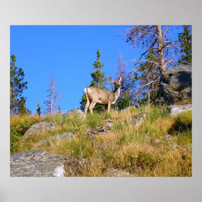 Póster Rocky Mountain Deer (Frente)