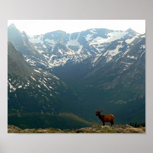 Póster Rocky Mountain Elk (Frente)