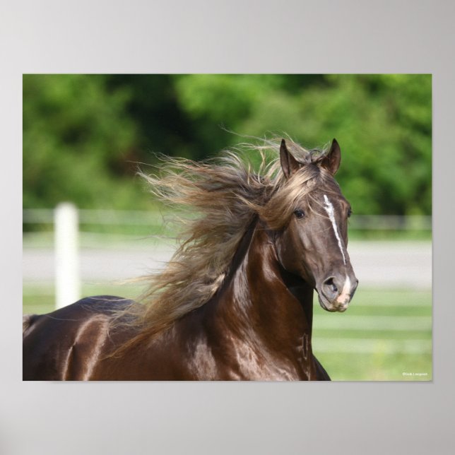 Póster Rocky Mountain Horse Stallion Headshot (Frente)