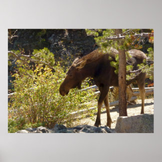 Póster Rocky Mountain Moose