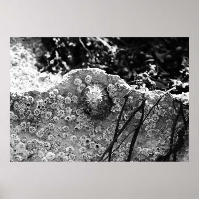 Póster Rodeado (Frente)