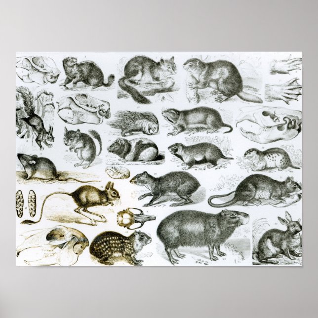 Póster Rodentia-Rodents o Gnawing Animals (Frente)