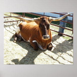Póster Rodeo de rodeo de animales Bull Cow Long Horns Ran