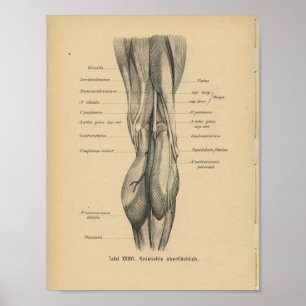 Póster Rodilla de imprenta de anatomía alemana de 1888