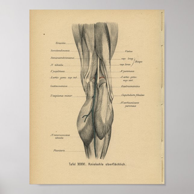 Póster Rodilla de imprenta de anatomía alemana de 1888 (Frente)