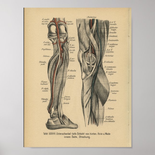 Póster Rodilla de imprenta de anatomía alemana de 1888 (Frente)