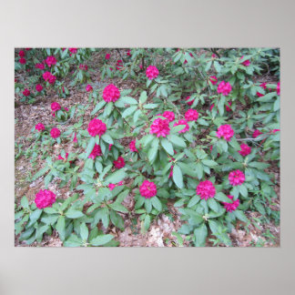 Póster Rododendro