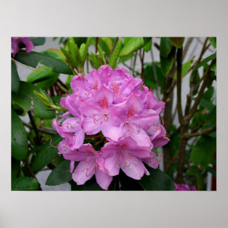 Póster Rododendro