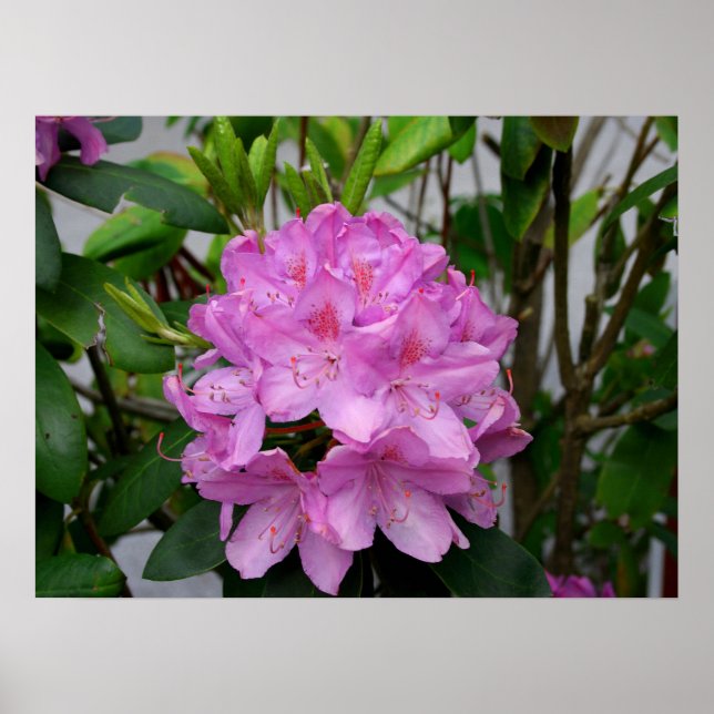Póster Rododendro (Frente)