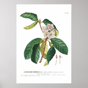 Póster Rododendro