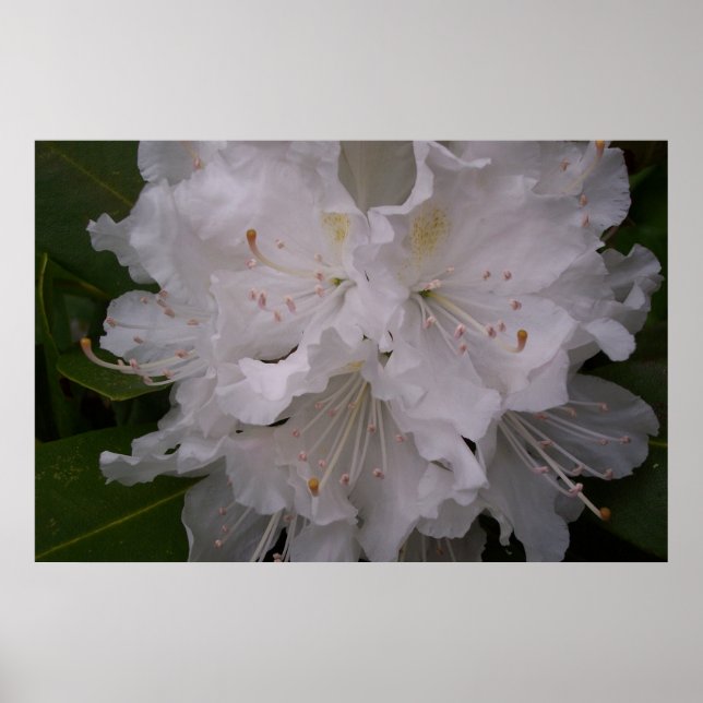 Póster Rododendros blancos en flor (Frente)