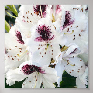 Póster Rododendros de Calsap