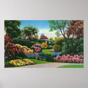 Póster Rododendros de Highland Park en la floración
