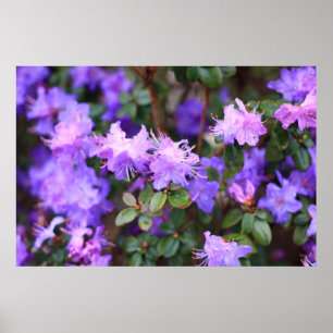 Póster rododendros púrpura azul