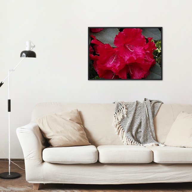 Póster Rododendros rosados profundos florecen (In Situ)