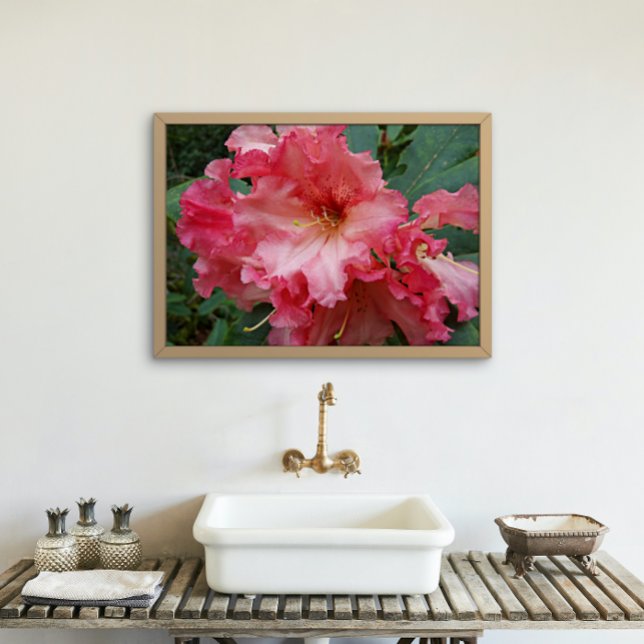 Póster Rododendros rosas florecen (In Situ)