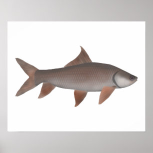 Póster Roho Labeo