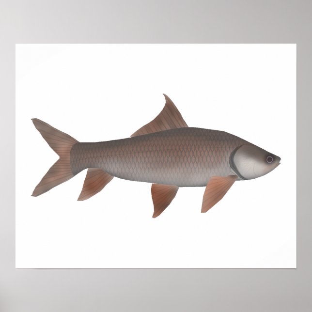 Póster Roho Labeo (Frente)