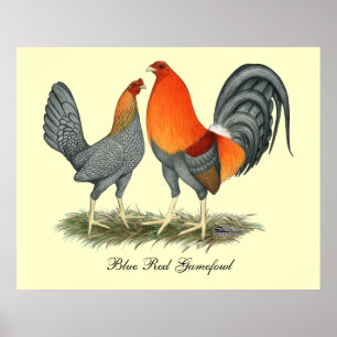 Póster Rojo azul Gamefowl