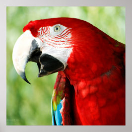 Póster Rojo brillante