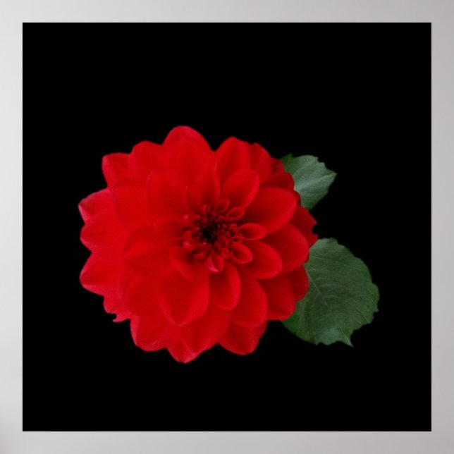 Póster rojo brillante (Frente)