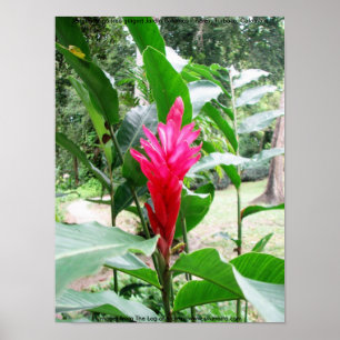 Póster Rojo de Jengibre (jengibre rojo)