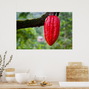 Póster rojo de la vaina de cacao