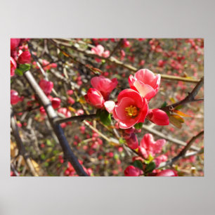 Póster rojo en primavera