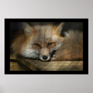Póster Rojo Fox Print